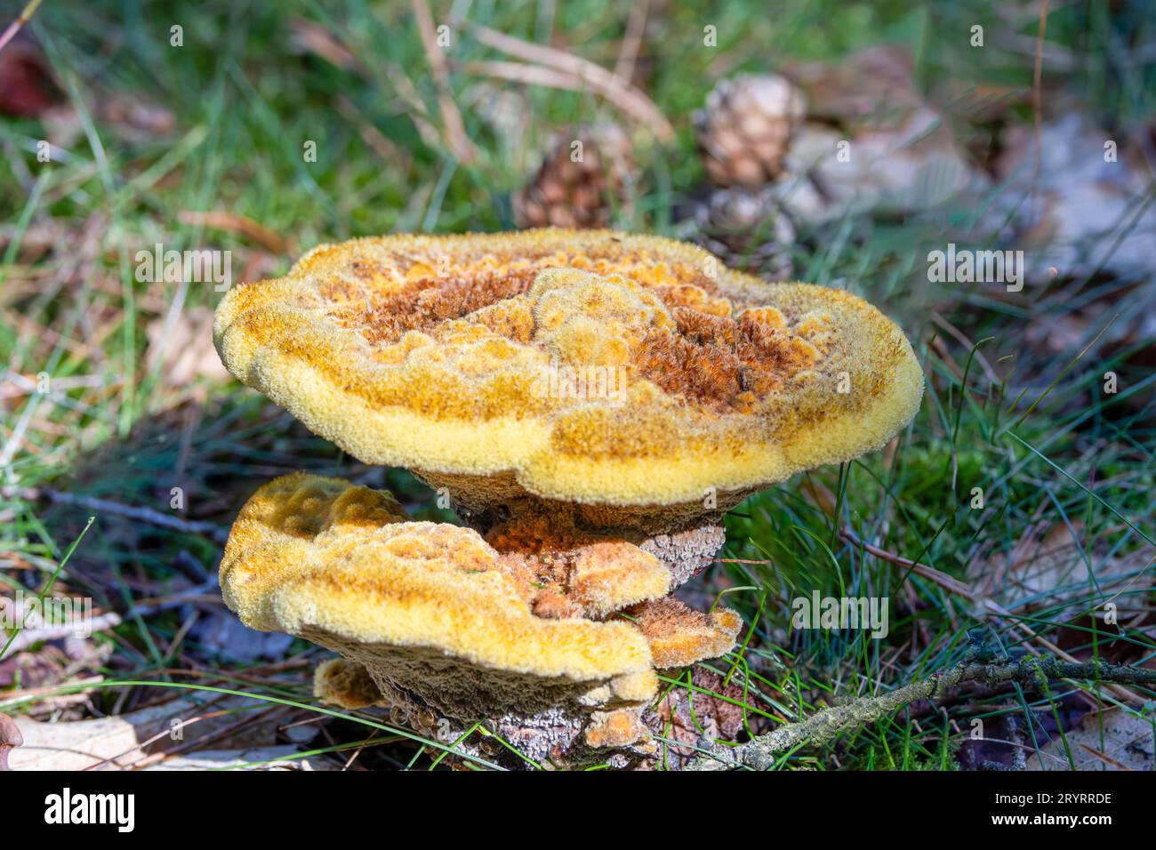 Nahaufnahme eines gelb gefärbten, haarigen Samtpilzes, Phaeolus schweinitzii, Stockfoto