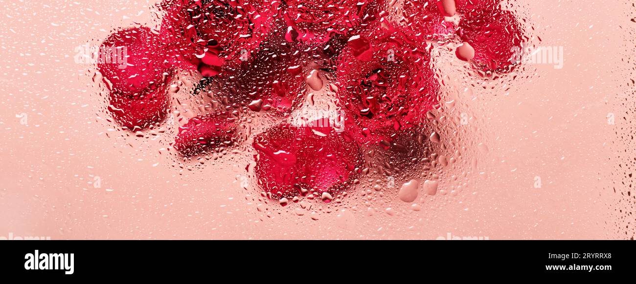 Blumen unter Glas mit Wassertropfen. Rote Rosen auf rosafarbenem Banner und Blobs-Muster Stockfoto