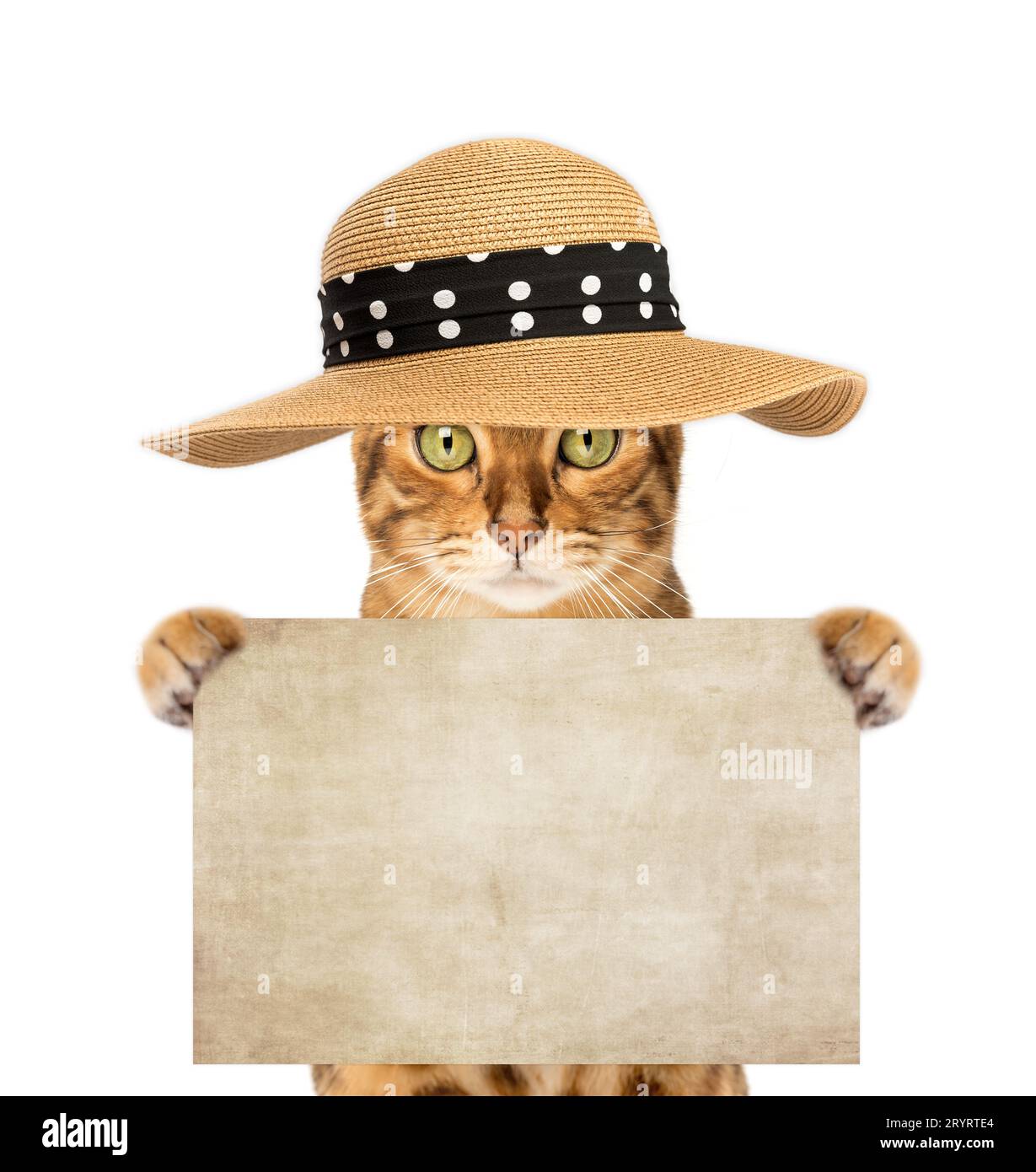 Lustige Katze in einem Strohhut mit einem leeren Laken in den Pfoten. Stockfoto