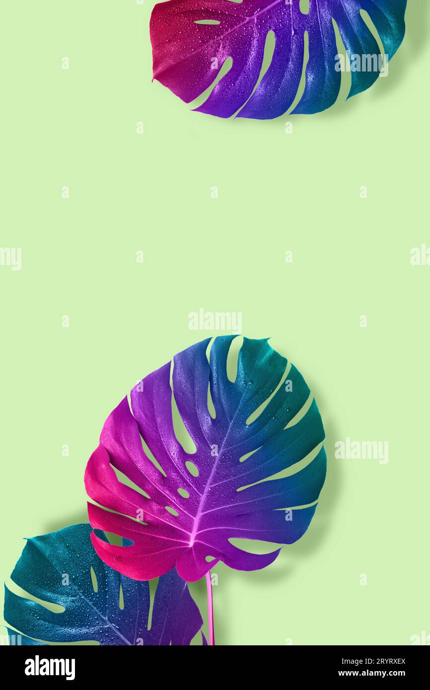 Tropische, bunte Monster-Blätter mit Farbverlauf. Stockfoto