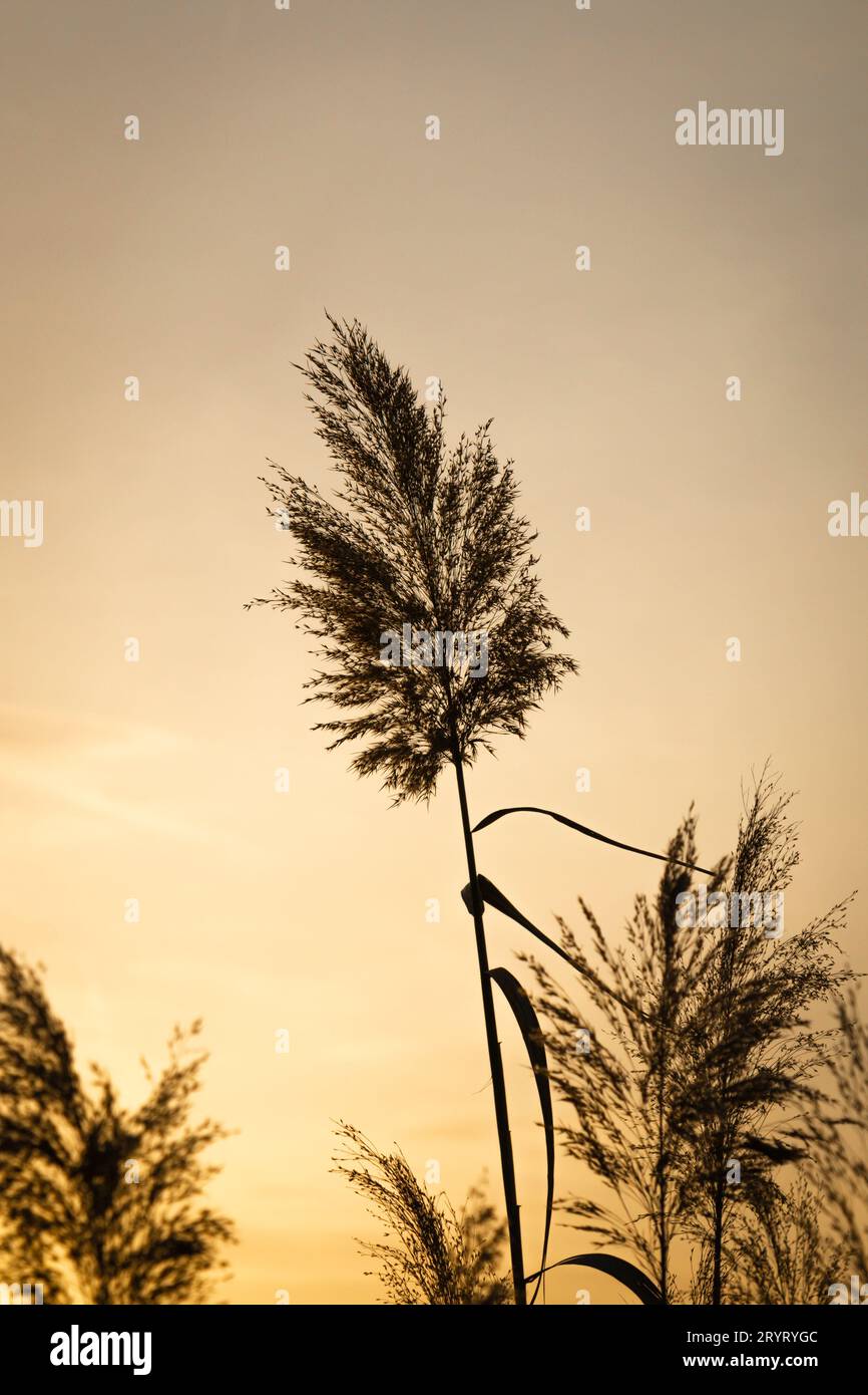 Wunderschöne Pivot-Fileds und Pflanzen am frühen Morgen von Dubai aus. Stockfoto