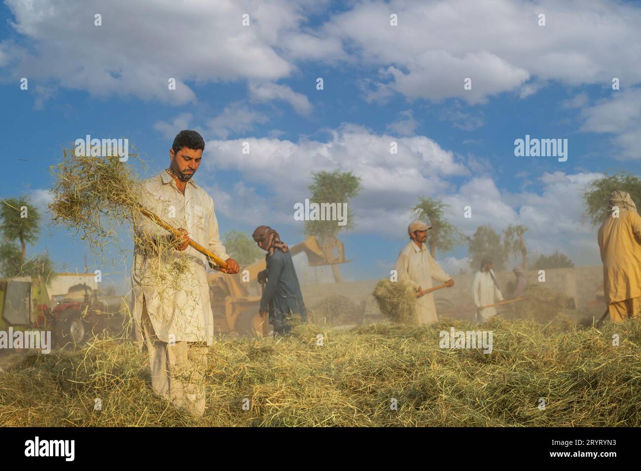 Gruppe von Landwirten in Heuballen während der Arbeit in einem Öko-Bauernhof. Heu für den Winter ernten, Vereinigte Arabische Emirate. Stockfoto