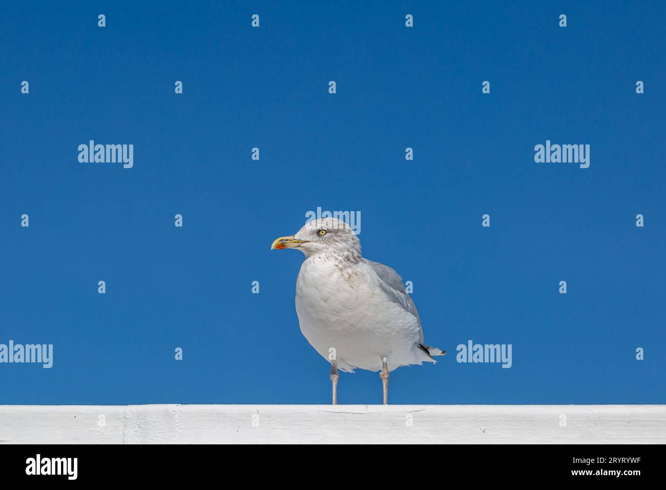 Nahaufnahme einer Möwe, die an einem sonnigen Tag auf einem Dach thront Stockfoto