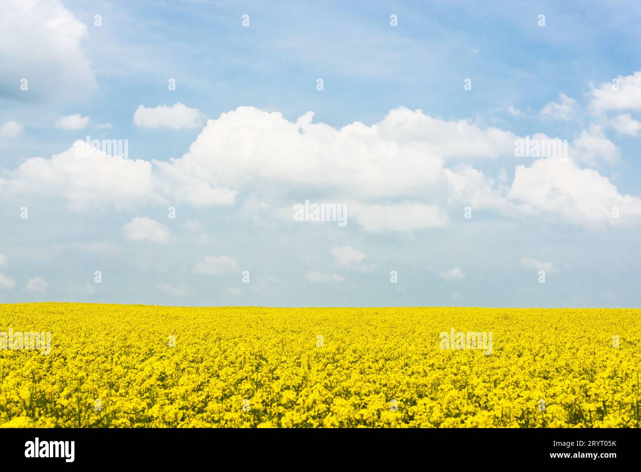 Leeres Rapsfeld mit bewölktem Himmel Stockfoto