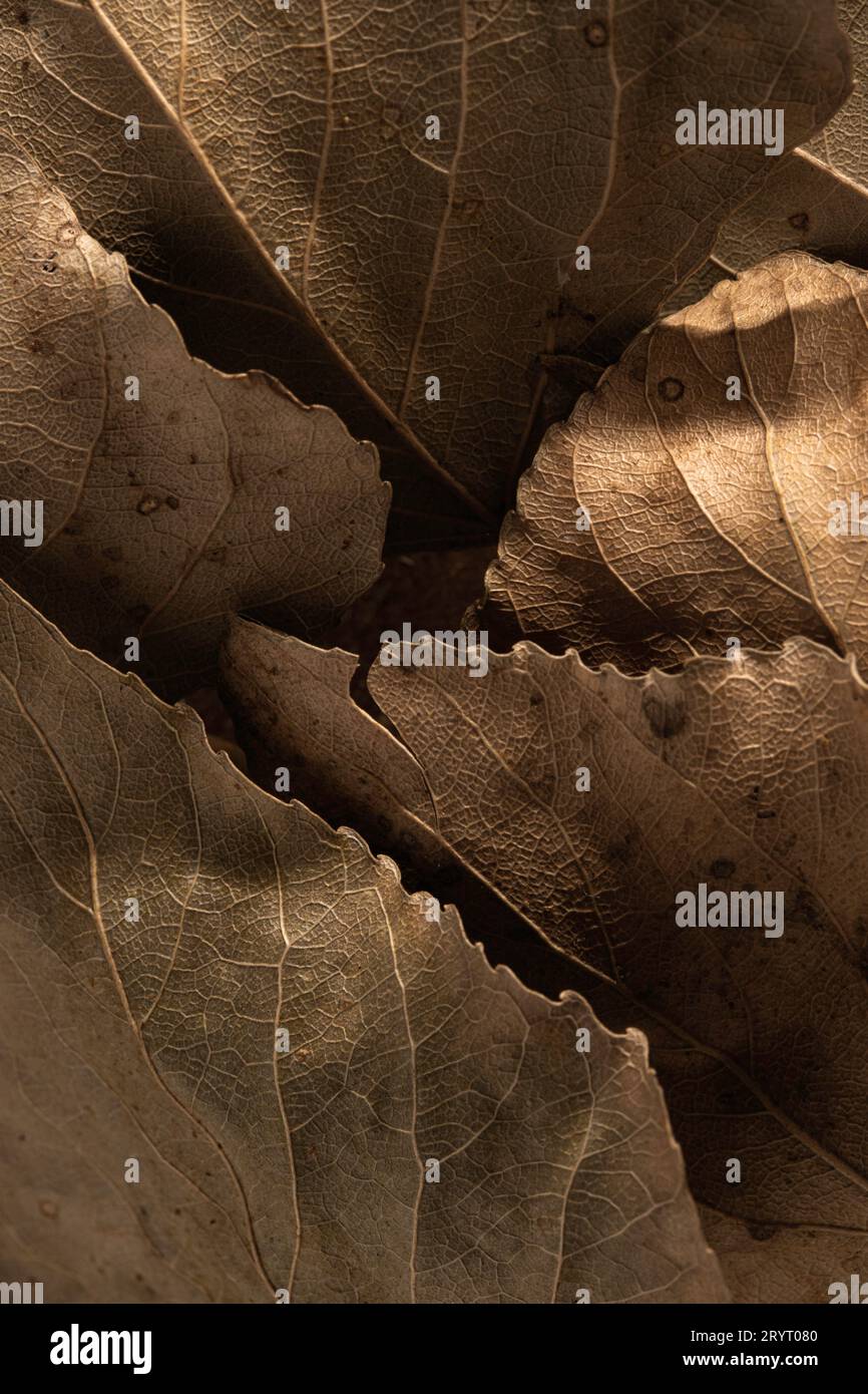 Nahaufnahme einer herbstlichen Szene mit einer Vielzahl von getrockneten Blättern Stockfoto