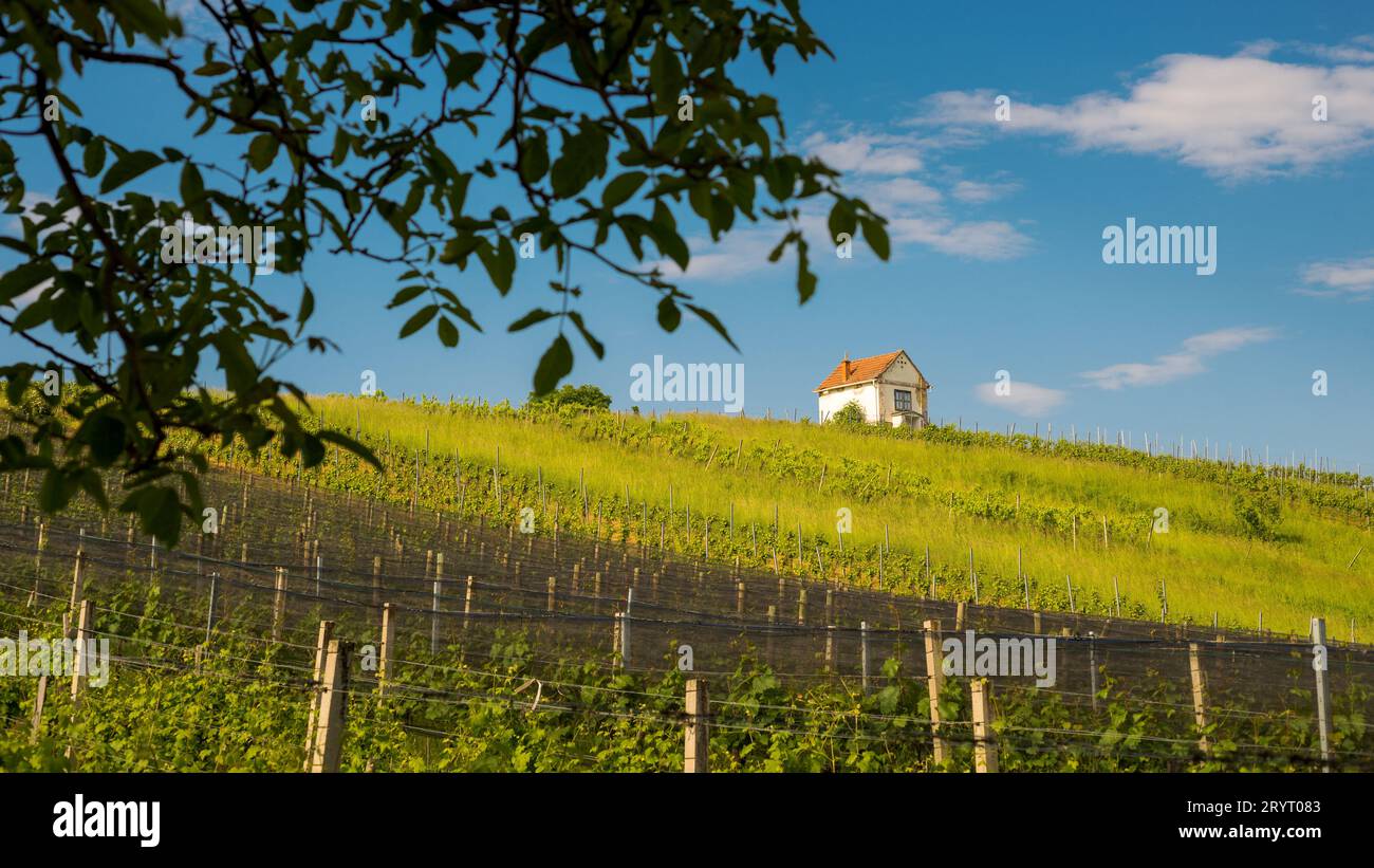 Kleine Hütte auf einem Weinberg im mittleren burgenland österreich Stockfoto