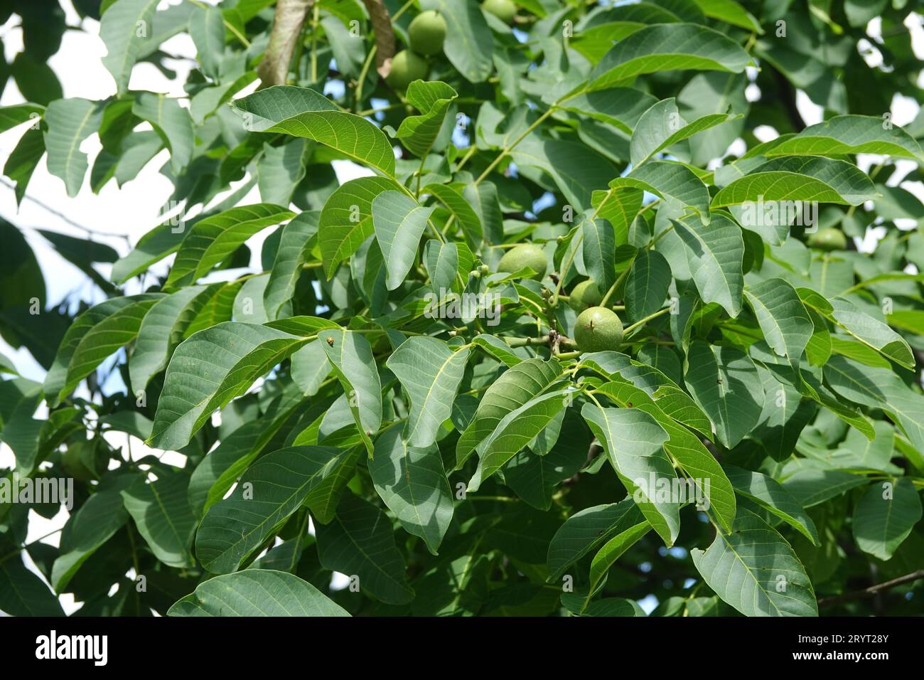 Juglans regia, Walnuss, reifende Früchte im Sommer Stockfoto