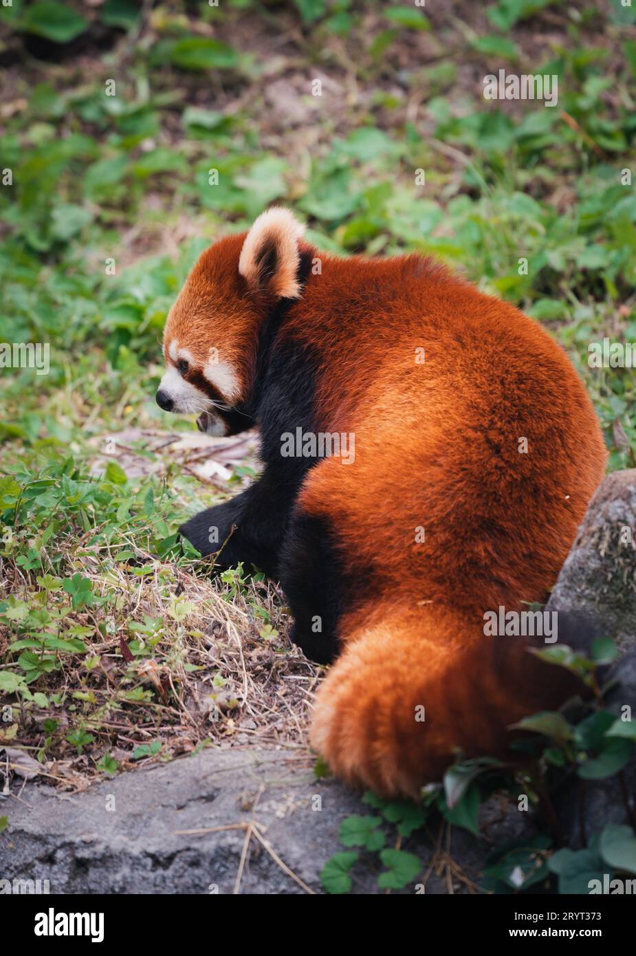 Nahaufnahme einer roten Panda im Tama Zoo in Japan Stockfoto