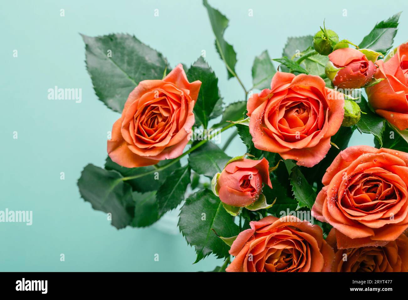 Blumenstrauß von wunderschönen Korallenrosen auf türkisfarbenem Hintergrund Stockfoto