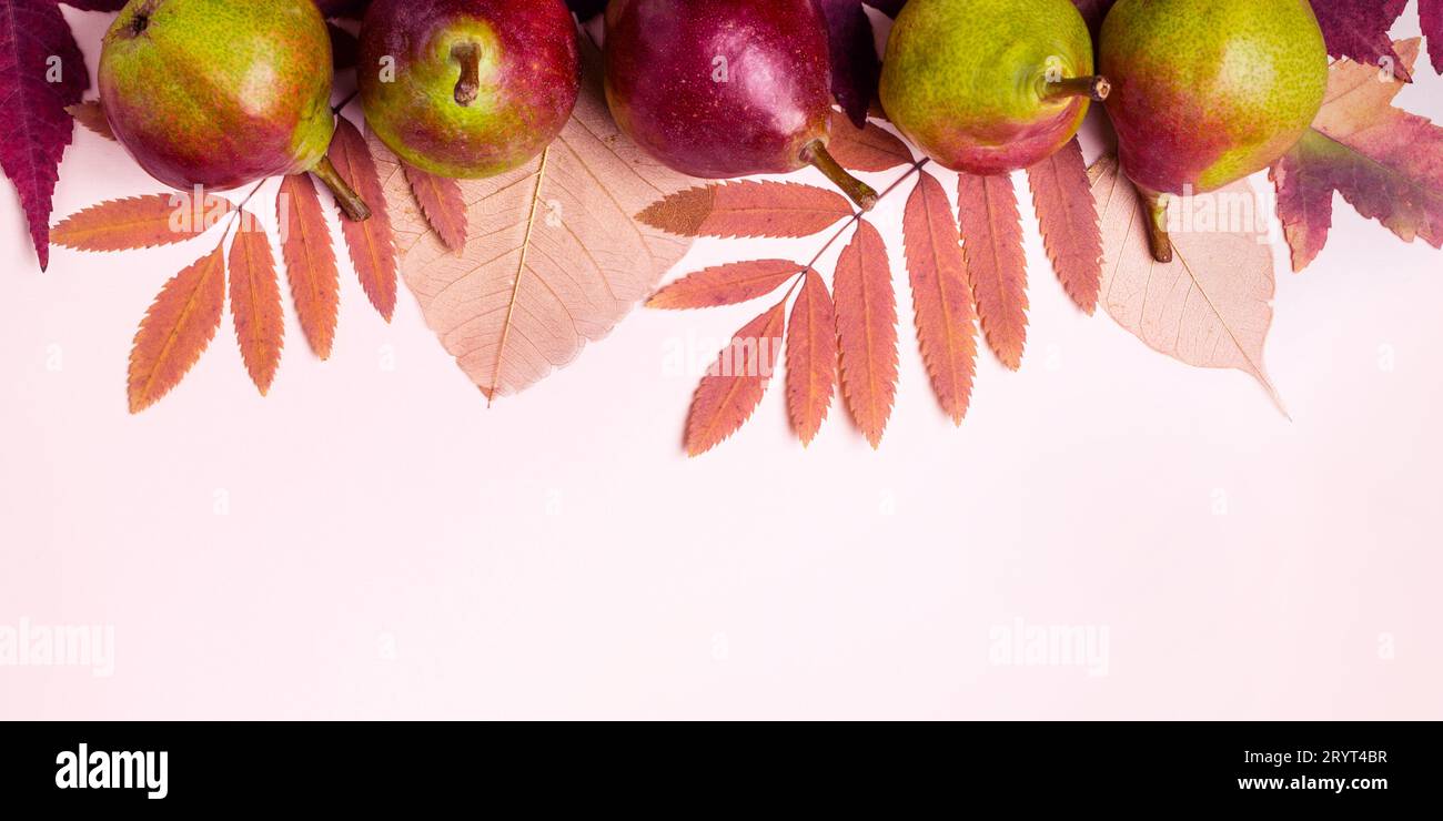 Natürliche Zusammensetzung der trockenen rosa Blätter und Birnen auf rosa Hintergrund. Herbst Ernte Konzept. Stockfoto