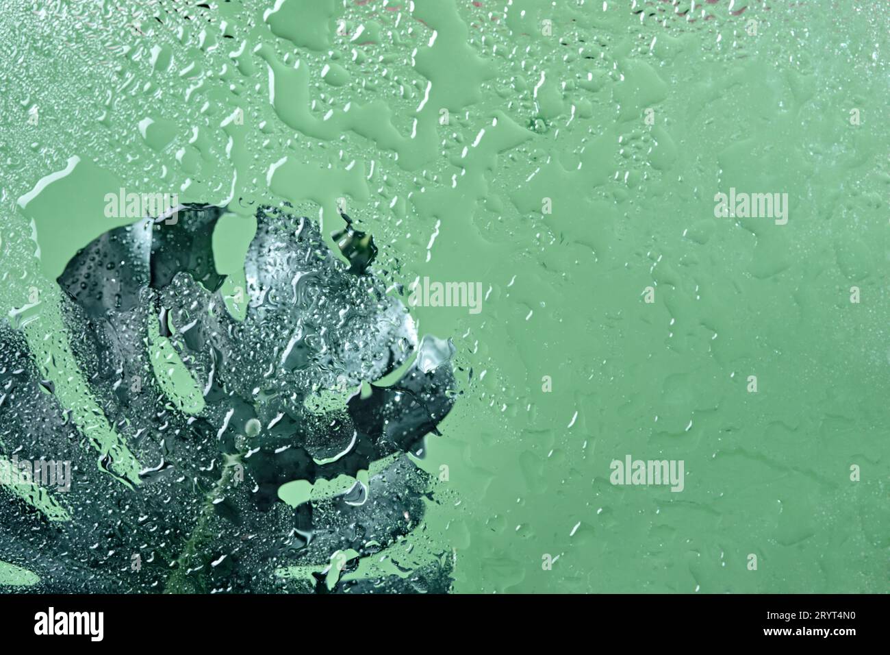 Wassertropfen auf monstera Blatt closeup, Tau Tropfen auf philodendron  Anlage Stockfotografie - Alamy