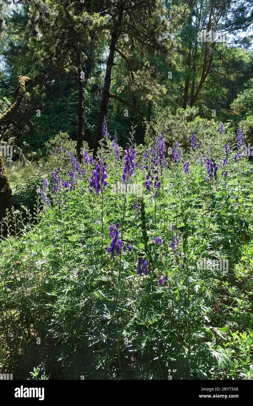Aconitum variegatum, Aconitum variegatum Stockfoto