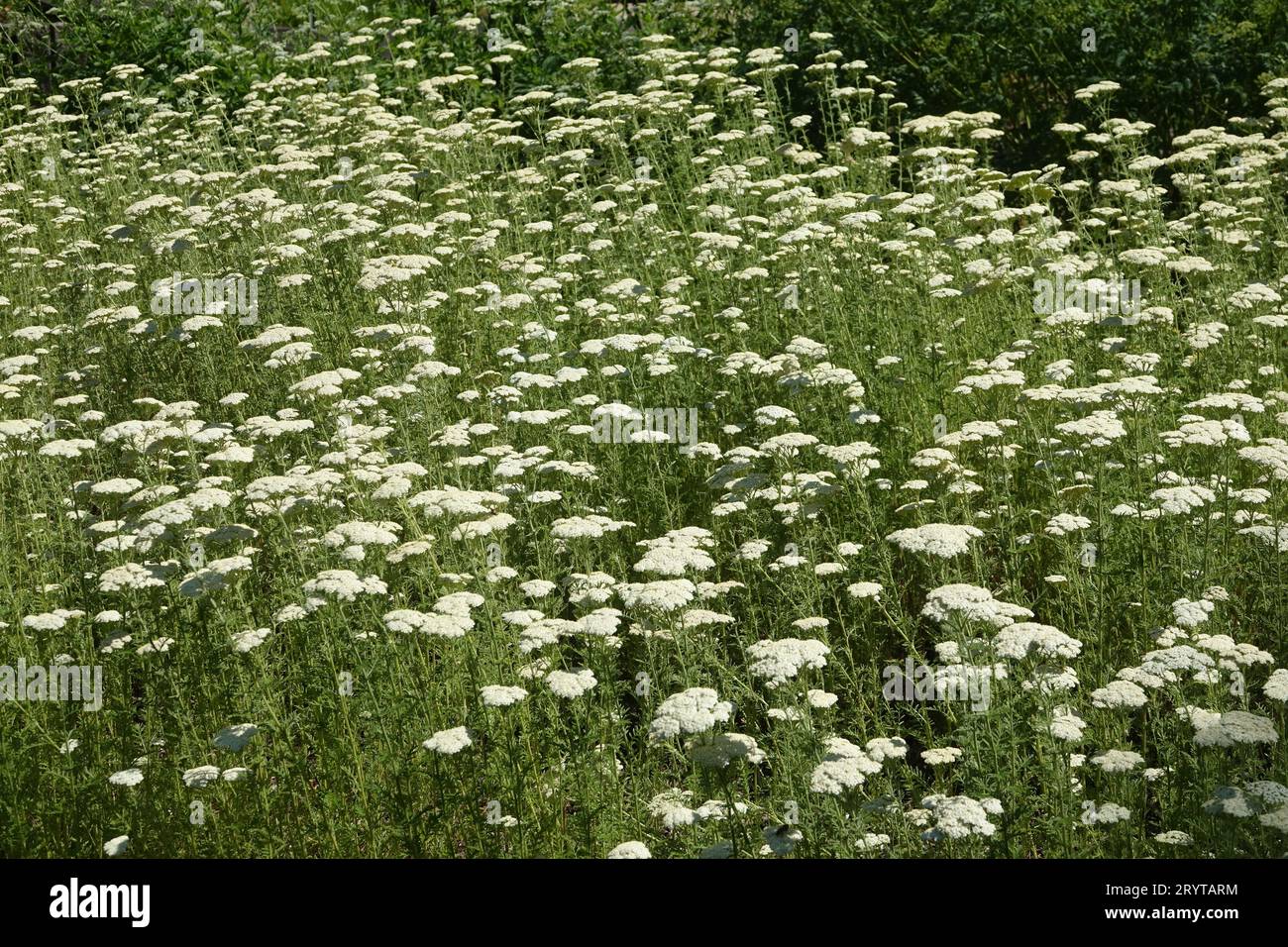 Achillea Millefolium, Schafgarbe Stockfoto