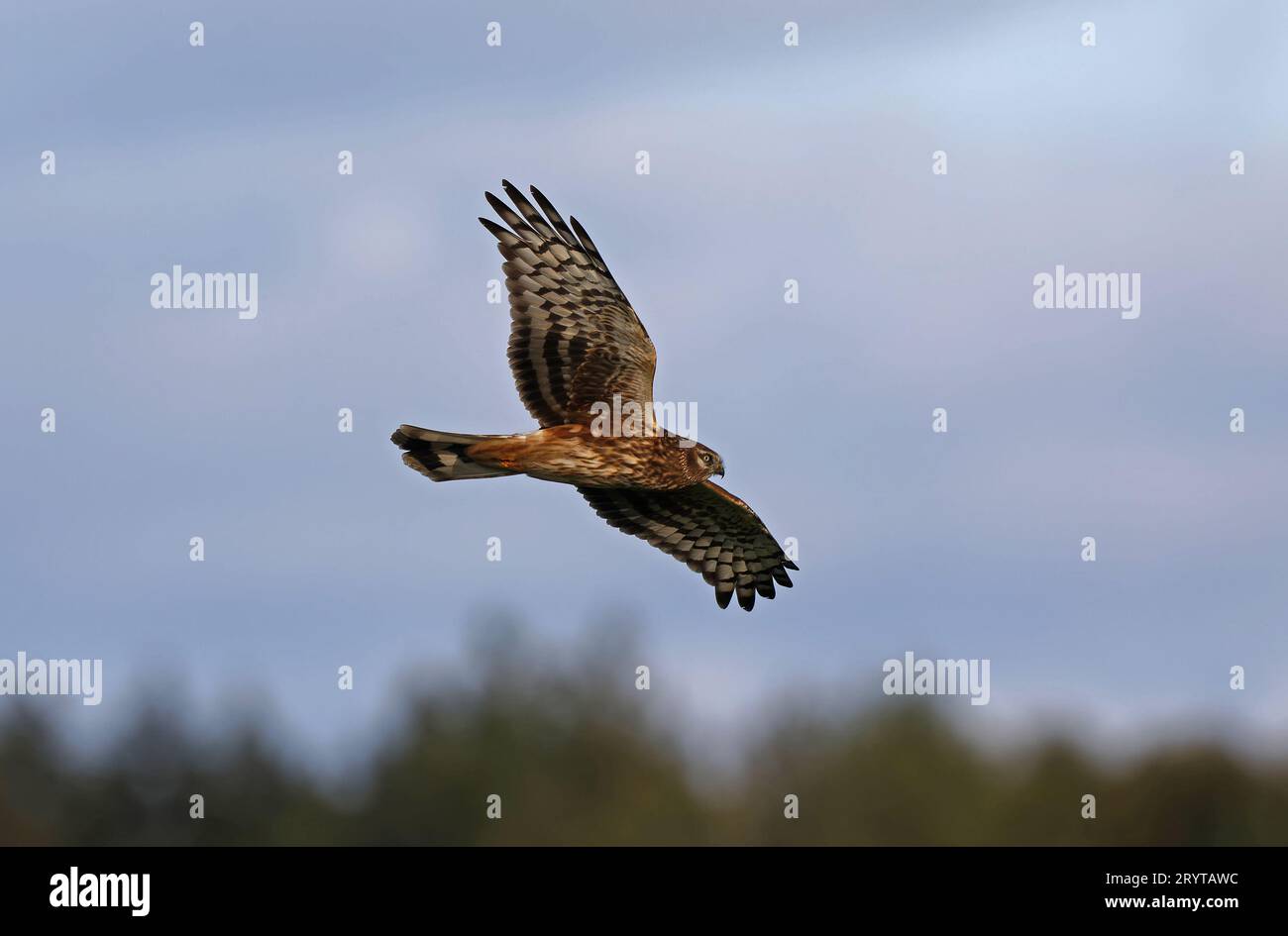 hühnerweihe im Flug Stockfoto