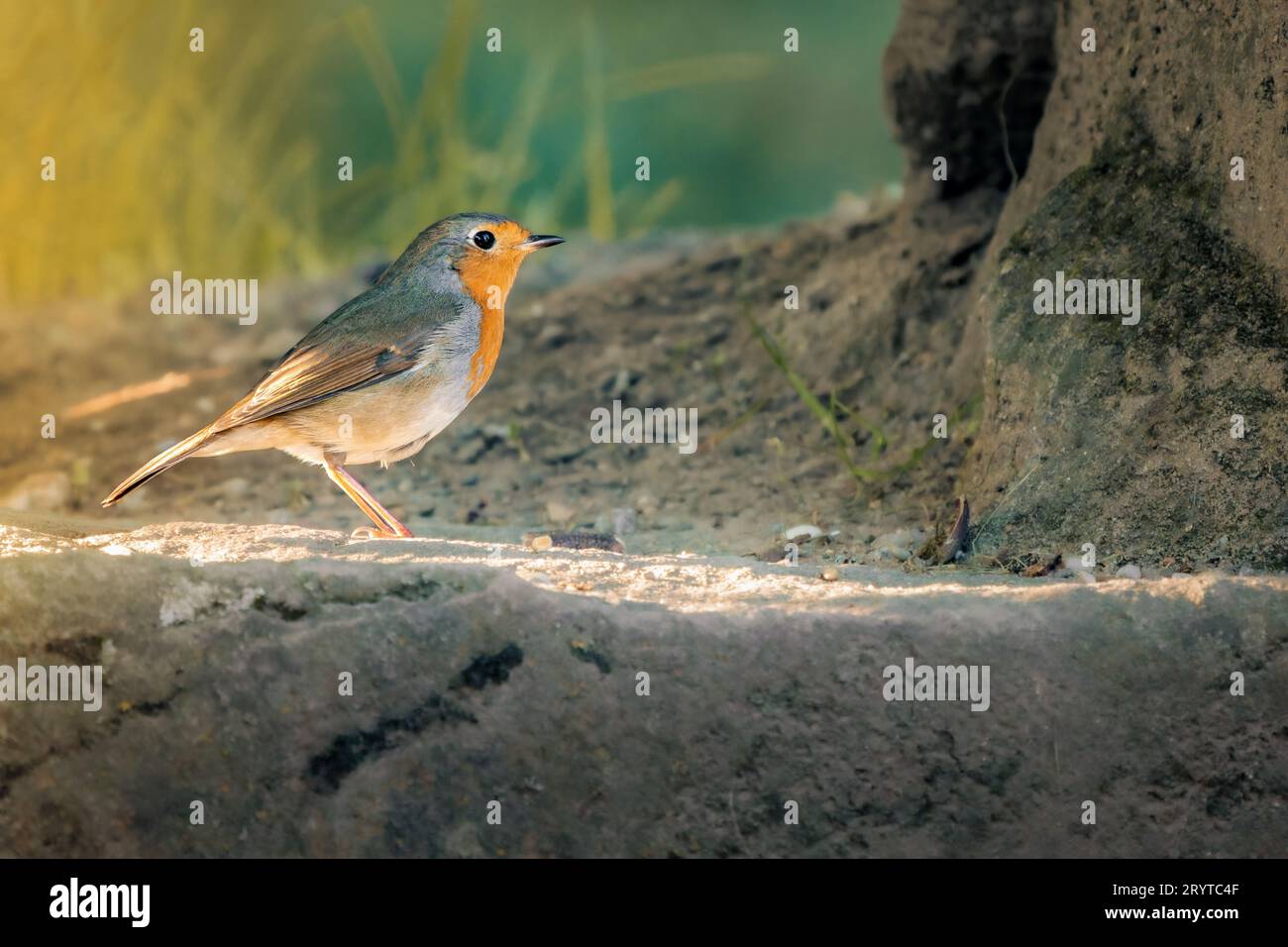 Ein europäischer robinvogel, der auf einem Felsvorsprung inmitten eines dichten Waldes von Bäumen steht. Stockfoto