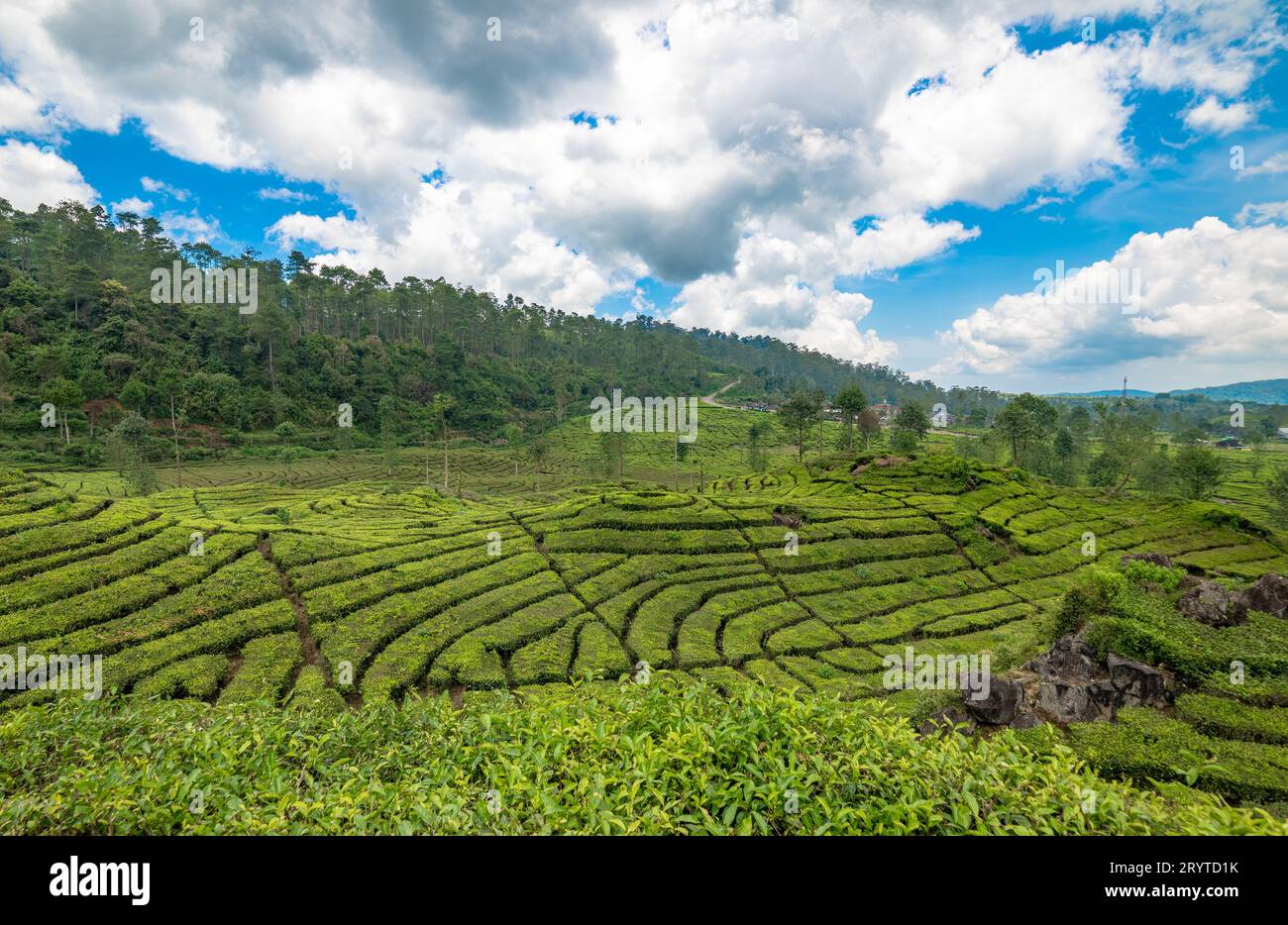 Rancabali Tea Plantation in der Nähe von Bandung in West Java, Indonesien. Stockfoto