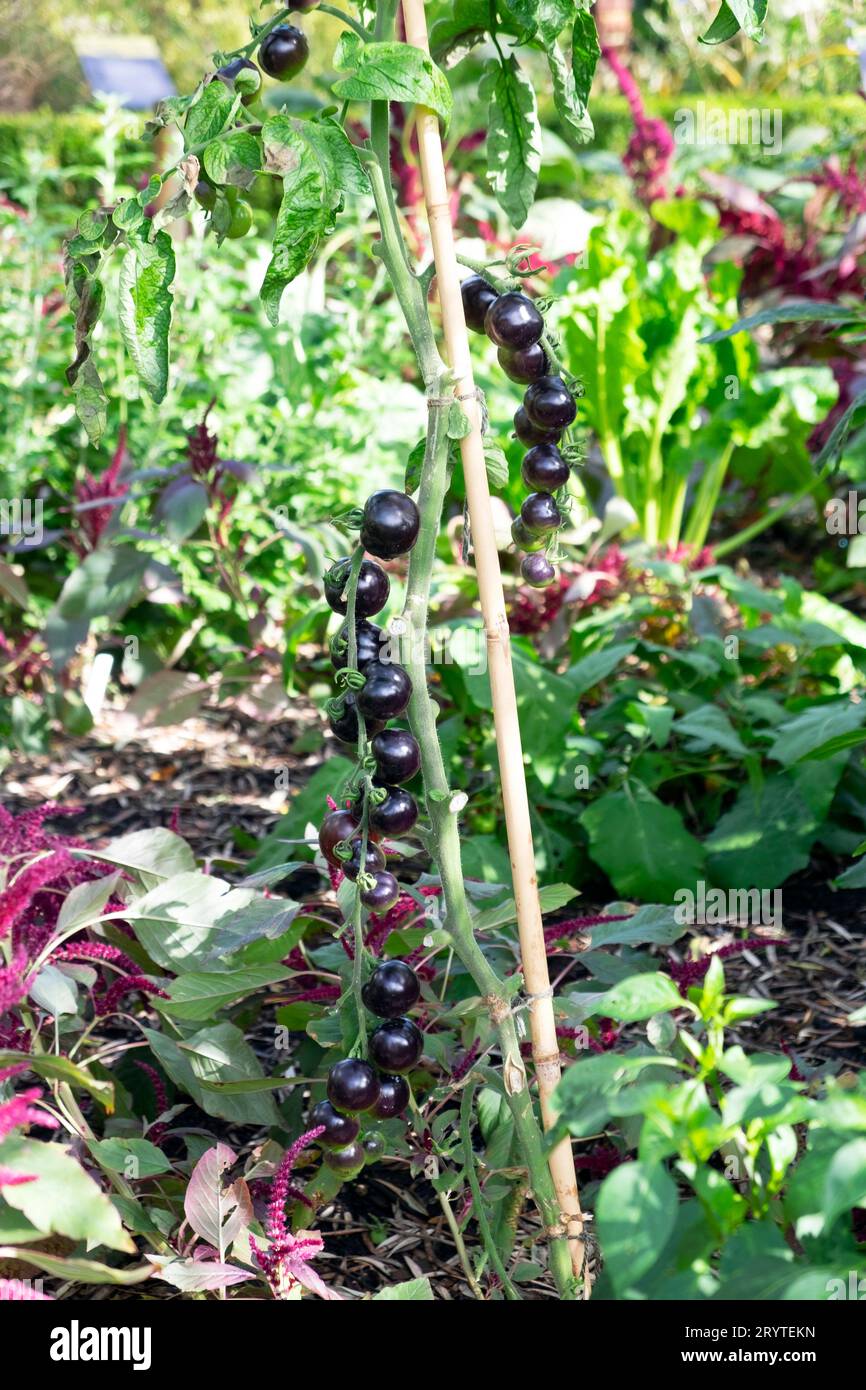 Vertikale Ansicht der gesteckten schwarzen Tomaten Indigo Rose, die im Gemüsegarten im September in Horniman Museum Gardens in London, England, Großbritannien KATHY DEWITT wächst Stockfoto