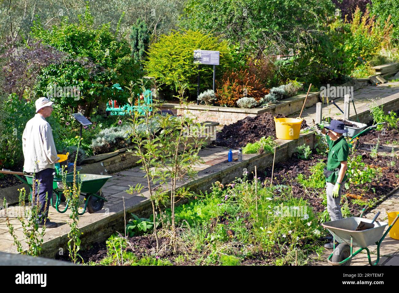 Gärtner, die in den Horniman Museum Gardens arbeiten, versunkene Gartenbeete im Herbst 2023 Forest Hill Dulwich South London England UK KATHY DEWITT Stockfoto