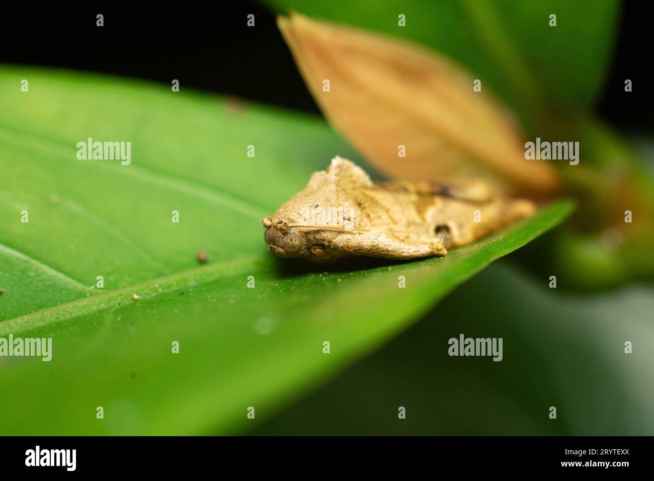 Eine Motte mit dem lateinischen Namen Homona coffearia oder dem gebräuchlichen Namen Camellia tortrix auf Makroaufnahmen von der Vorderseite, nach links auf einem Blatt. Stockfoto