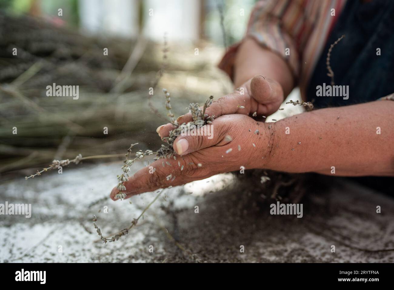 Hände einer alten Farmerin, die Lavendel reibt. Verfahren des Mahlens getrockneter Äste von Lavendelblüten Stockfoto