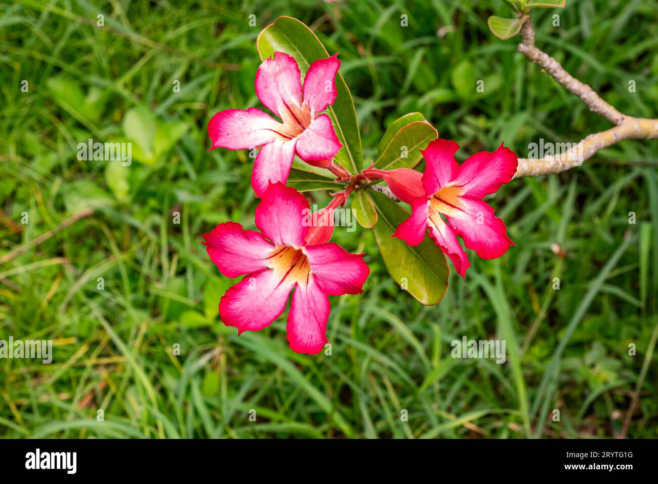 Blick auf drei blühende Wüstenrosen oder Plumeria- oder Adenium obesum-Blüten. Stockfoto