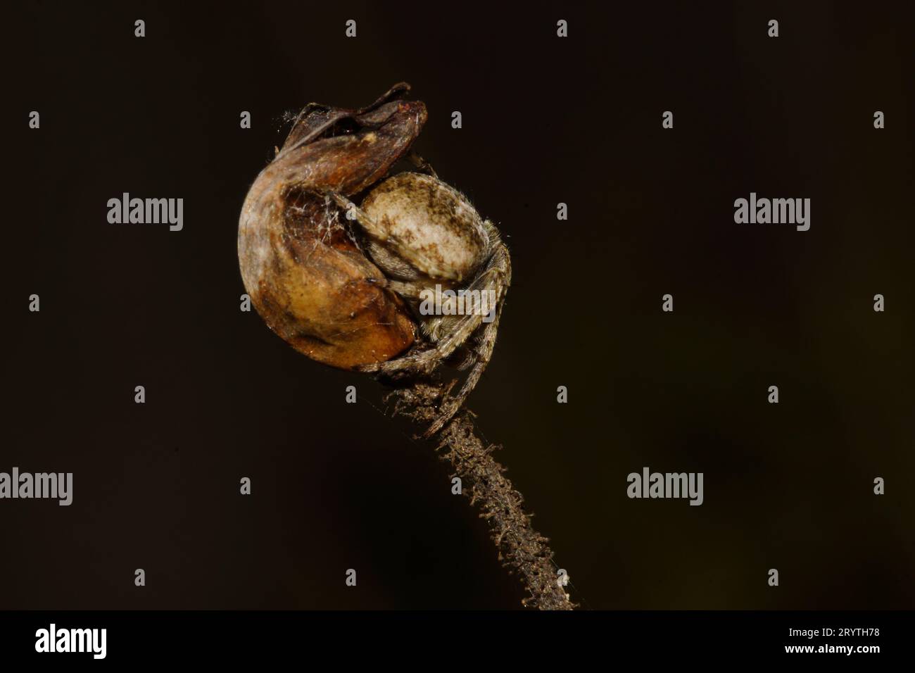 Weibliche Kugelspinne (Araneus pallidus), versteckt im alten Blumenstiel von Drosophyllum lusitanicum, Portugal Stockfoto