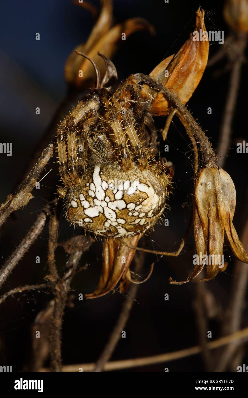 Weibliche Orbensspinne (Araneus pallidus), im alten Blütenstiel von Drosophyllum lusitanicum, Portugal Stockfoto