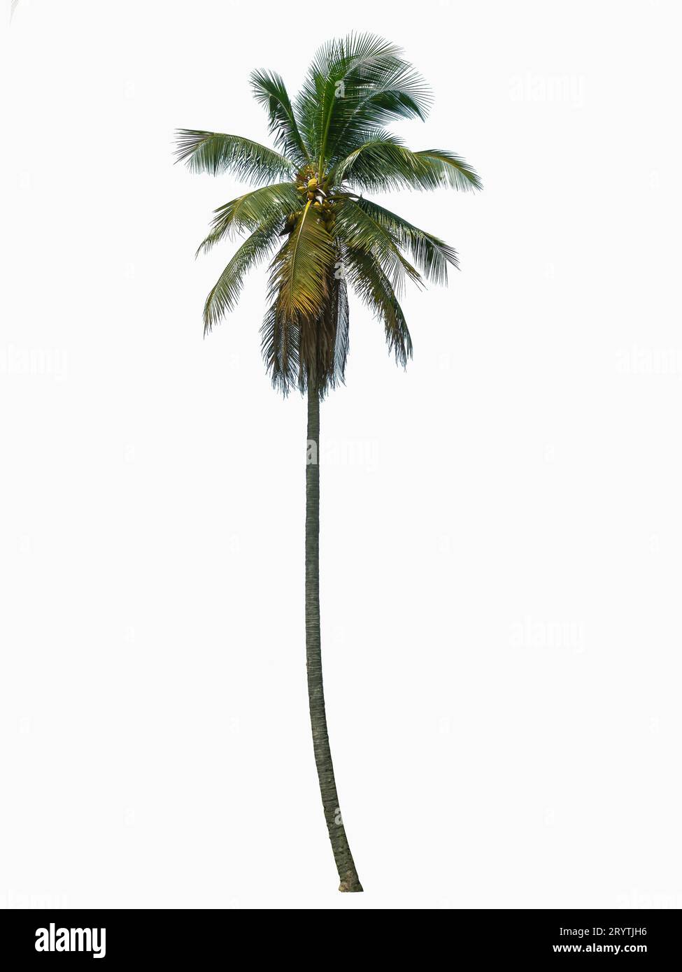 Eine Kokospalme isoliert auf weißem Hintergrund. Stockfoto