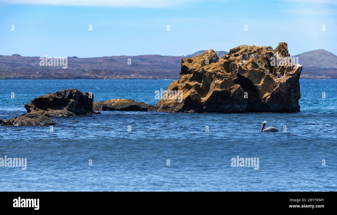 Pelikan auf den Galapagos-Inseln Stockfoto