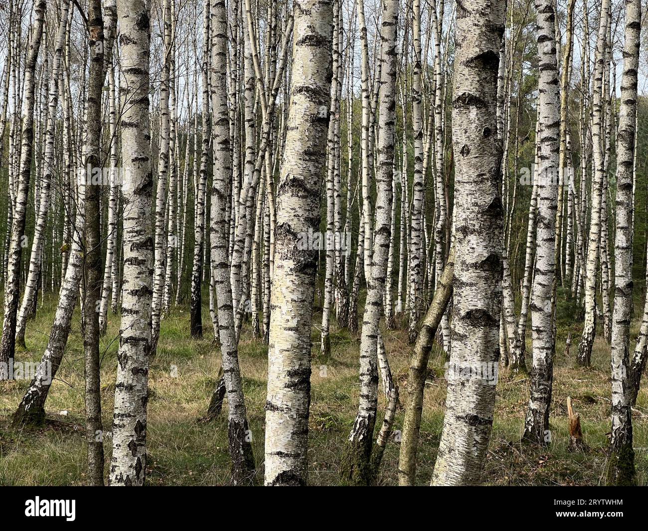 Wald von schwarzen und weißen Birken Stockfoto