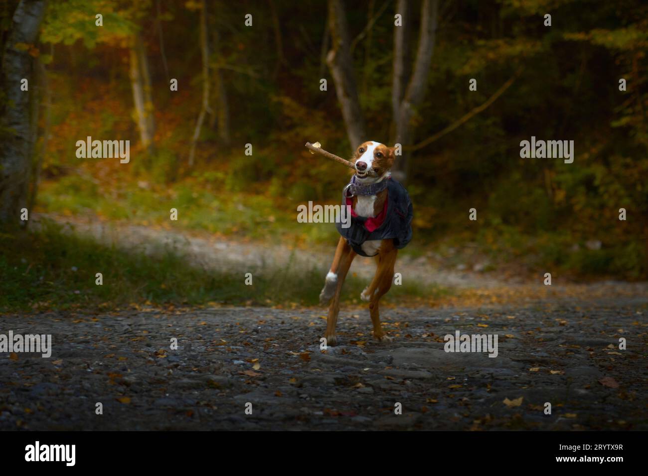 Podenco-Hund läuft im Herbst mit einem Ast im Mund in den Bergen Stockfoto