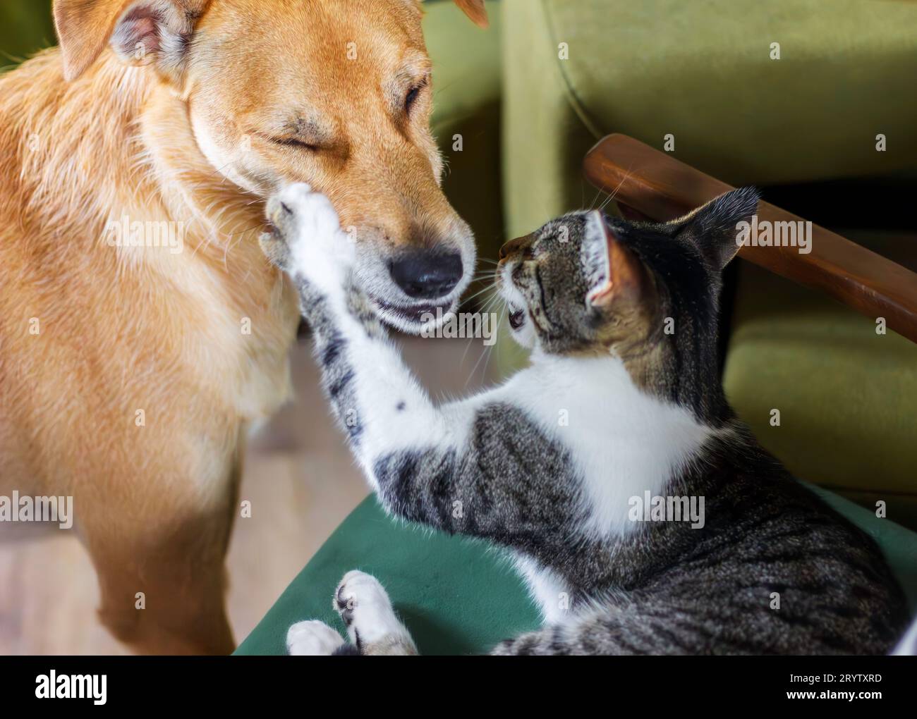 Cat liefert einen bösen linken Haken ins Gesicht des Hundes Stockfoto