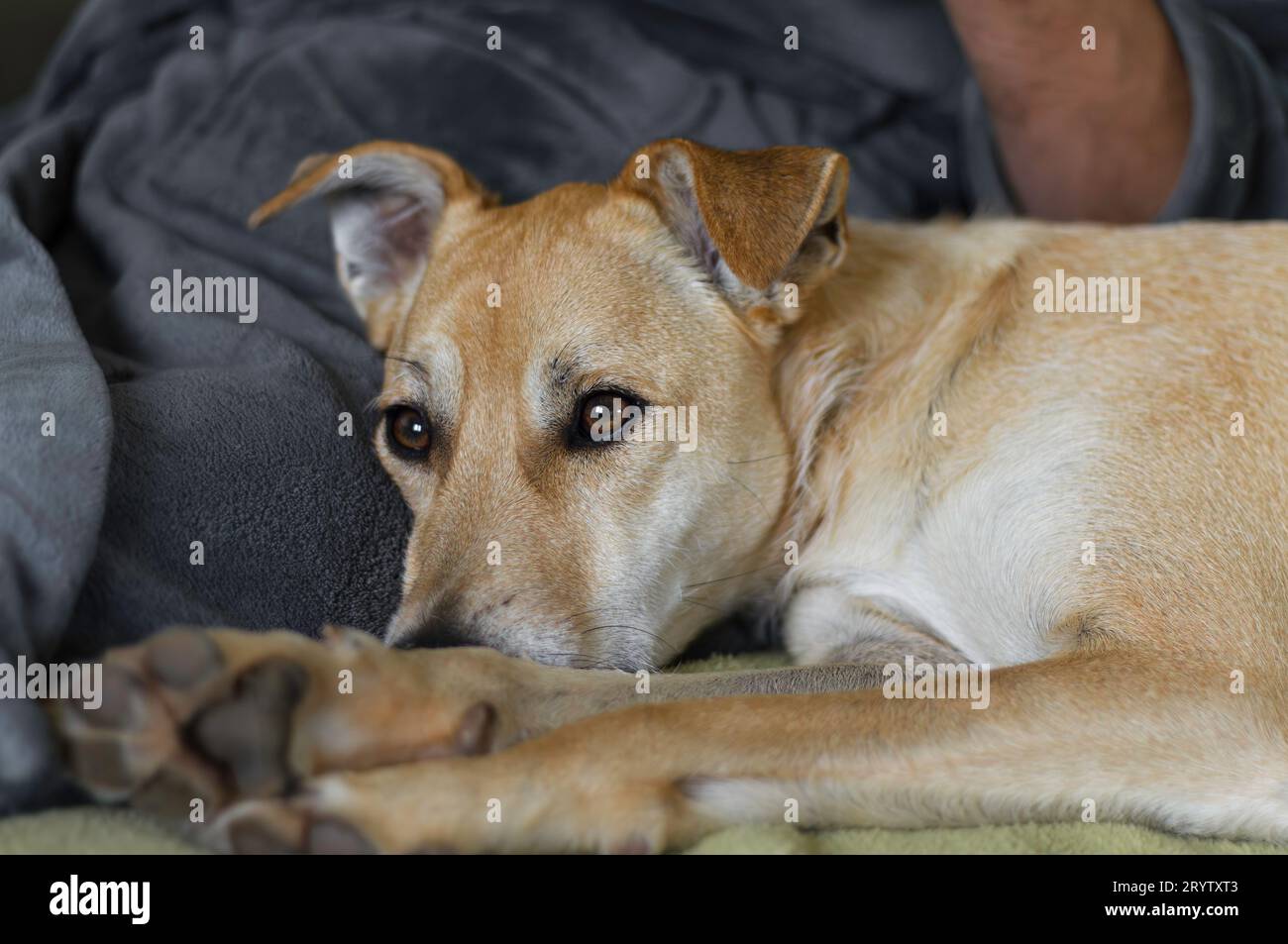 Beige Labrador liegt neben seiner Person auf dem Sofa Stockfoto