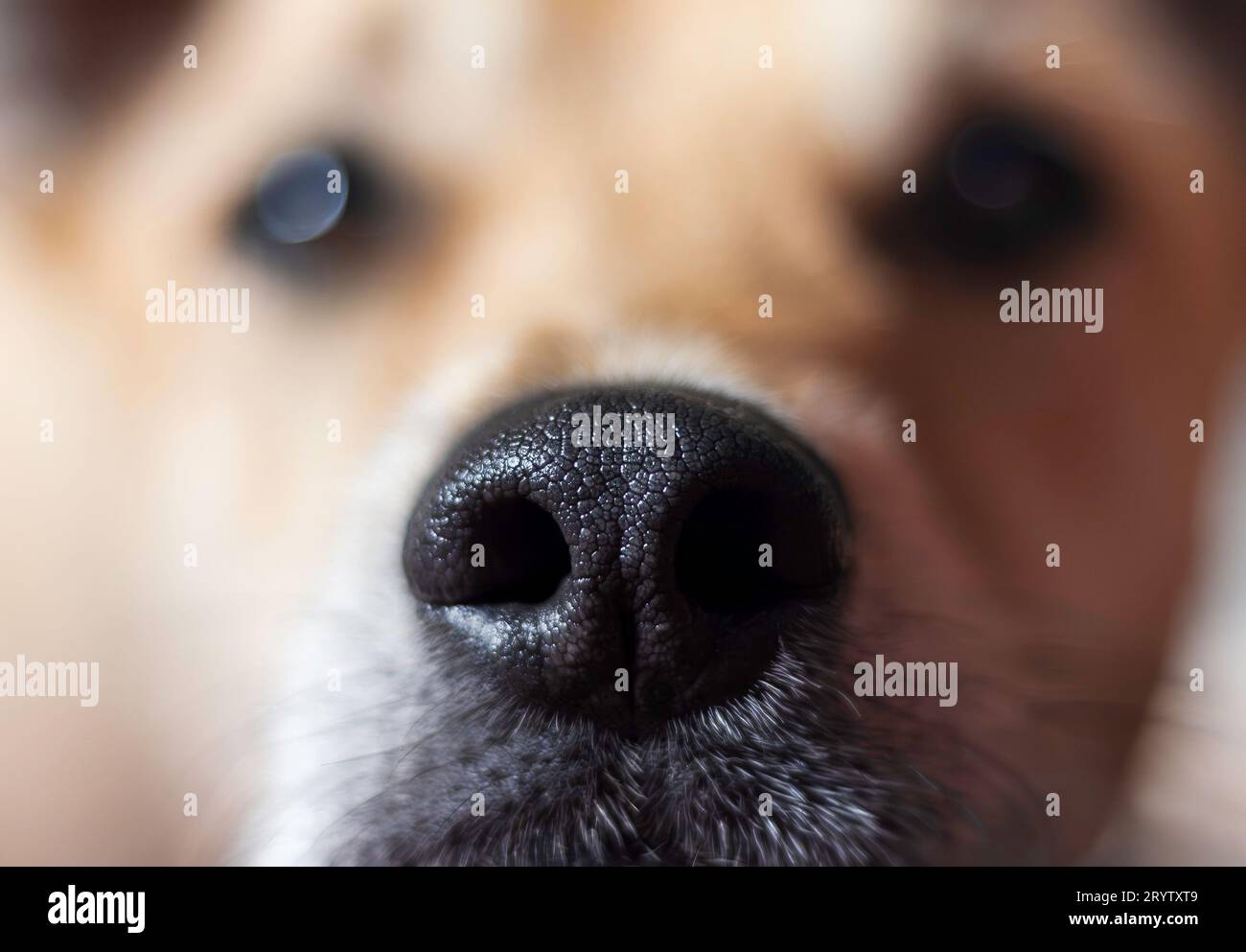 Nahaufnahme der empfindlichen Nase eines Hundes Stockfoto