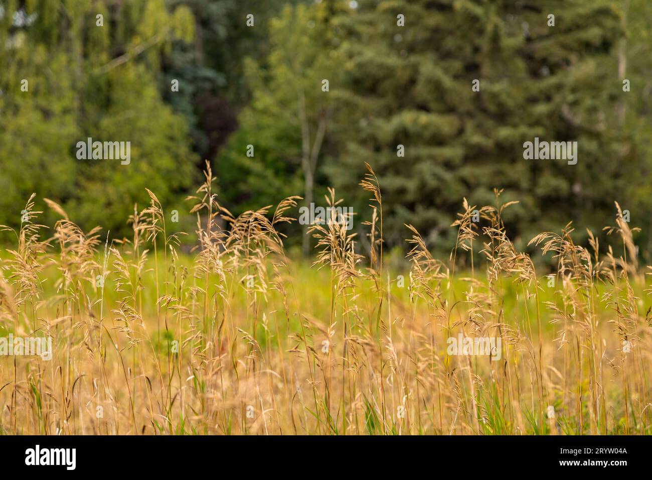 Herbstgräser, Nahaufnahme der Landschaft im Freien. Stockfoto