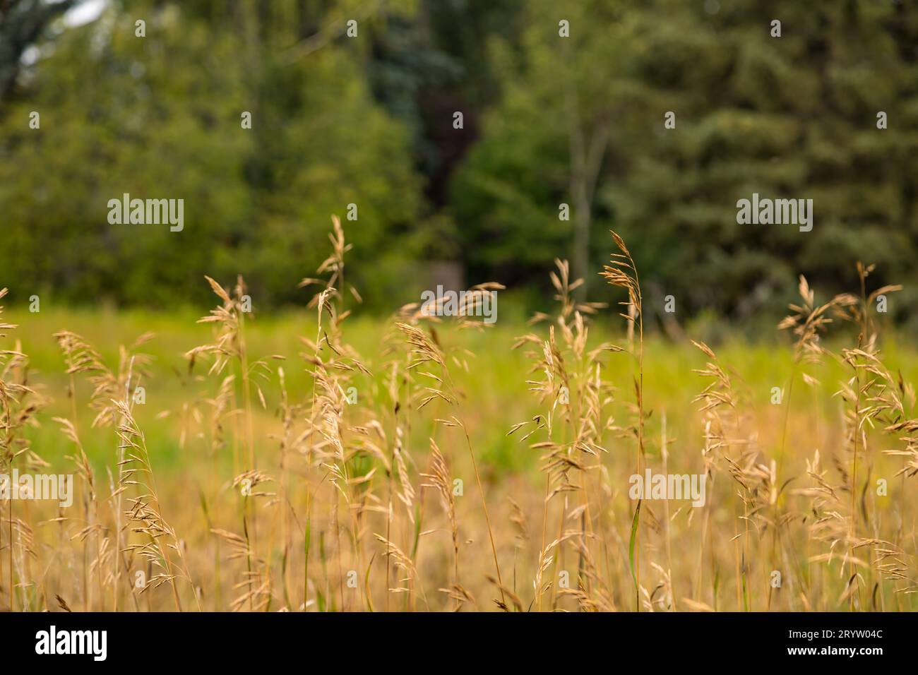 Herbstliche Gräser, Außenlandschaft aus nächster Nähe. Stockfoto