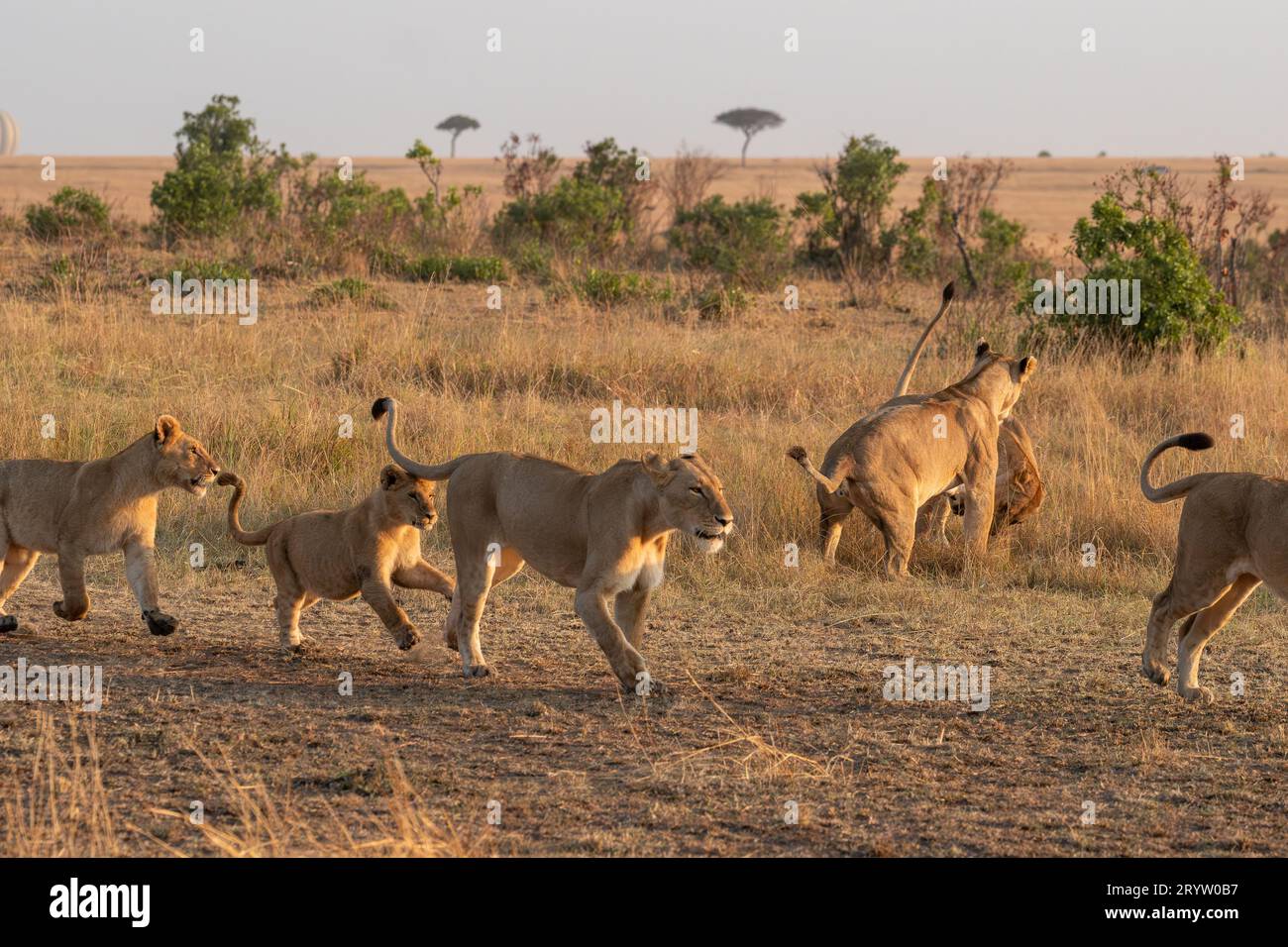 Löwen im Masai Mara National Reserve Kenia Afrika, Safari, Pirschfahrt Stockfoto