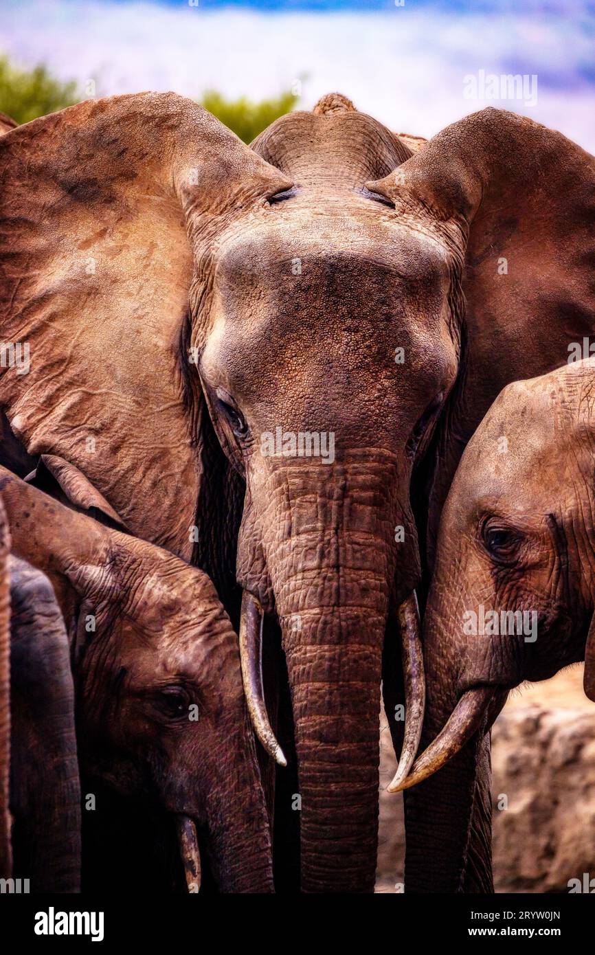 Afrikanischer Elefant, Elefantenherde, die ins Wasserloch zieht, Savanne, Natur, Kenia, Tsavo, Afrika Stockfoto