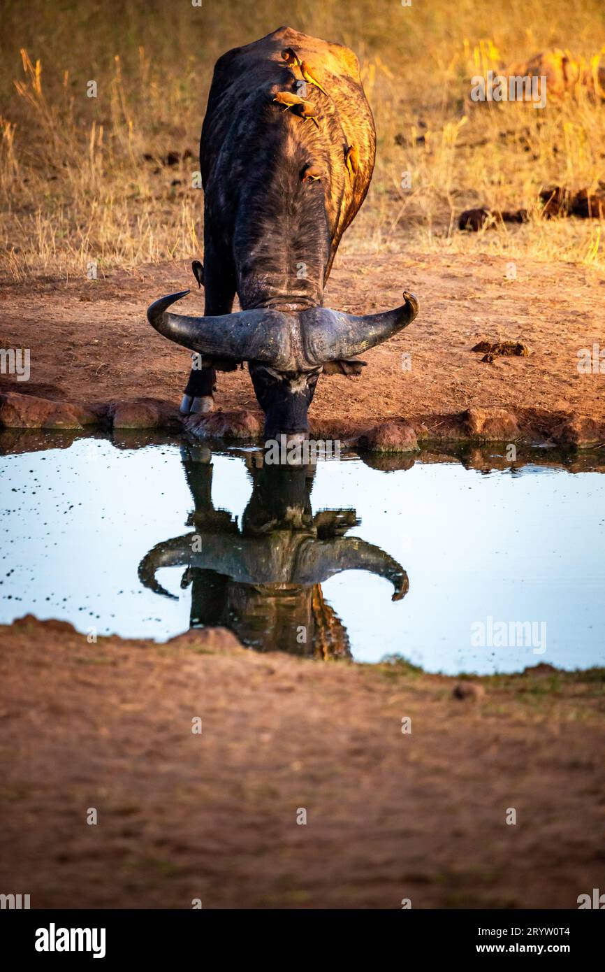 Ein Tier aus einer Büffelherde. Am Wasserloch mit Babys. Freies Wildban auf Safari kenia, afrika Stockfoto