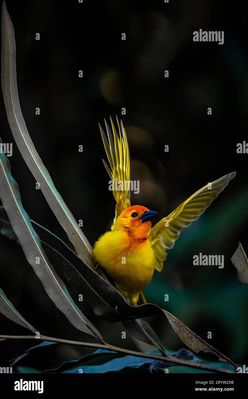 Weaver Bird ( Ploceidae ) in Afrika, auch Widah finch am Nest genannt. Stockfoto