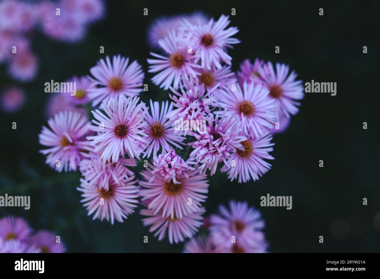 Eine Nahaufnahme von hellrosa Asterblumen mit einer herzförmigen Mitte im Sommergarten Stockfoto