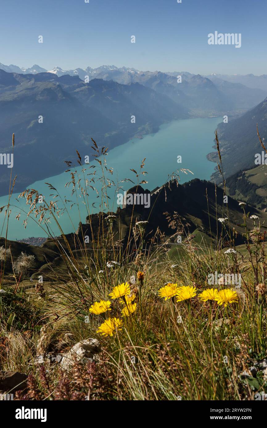 Le lac de Brienz vu du Rothorn de Brienz, Suisse, Schweiz Stockfoto