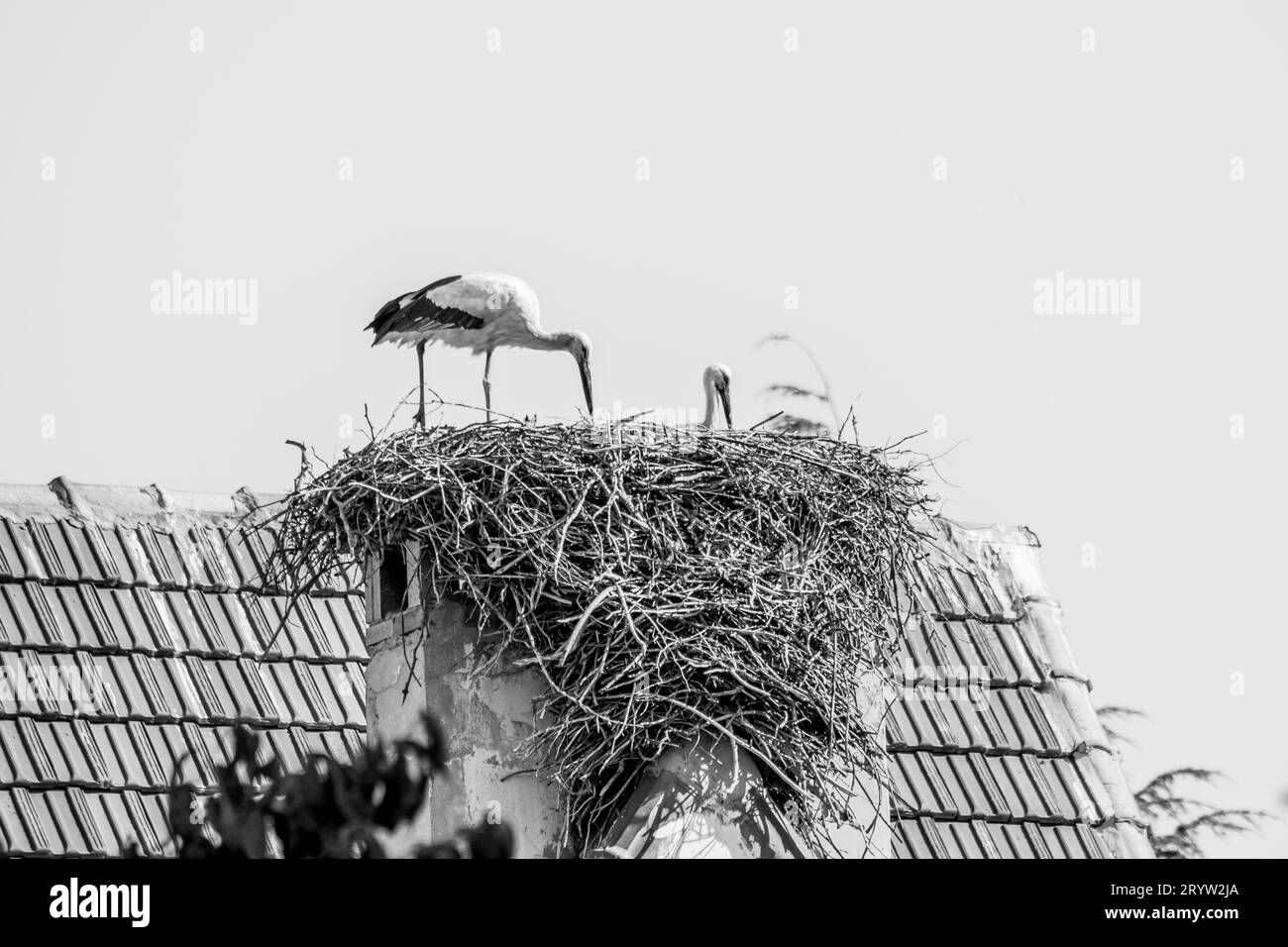 Ein Paar Weißstörche, Ciconia ciconia, große Vögel, die während der Sommerbrütungsmonate auf einem Dach in Ifrane, Marokko, ihr Nest pflegen. Stockfoto
