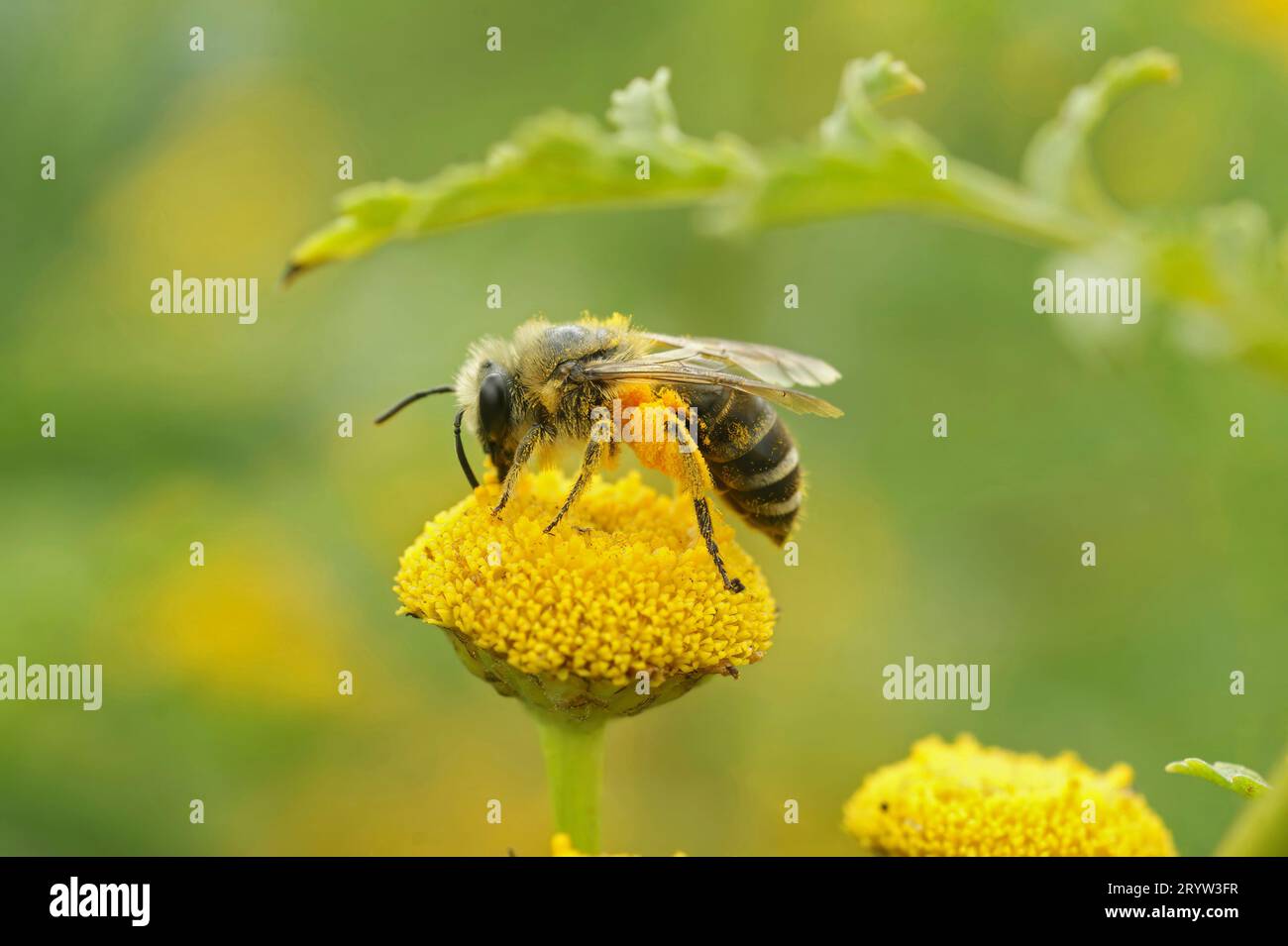 Natürliche Nahaufnahme einer Davies' Cellophan Biene, Colletes daviesanus, sitzt auf einer gelben Tansy, Tanacetum vulgare, Blume im Garten Stockfoto