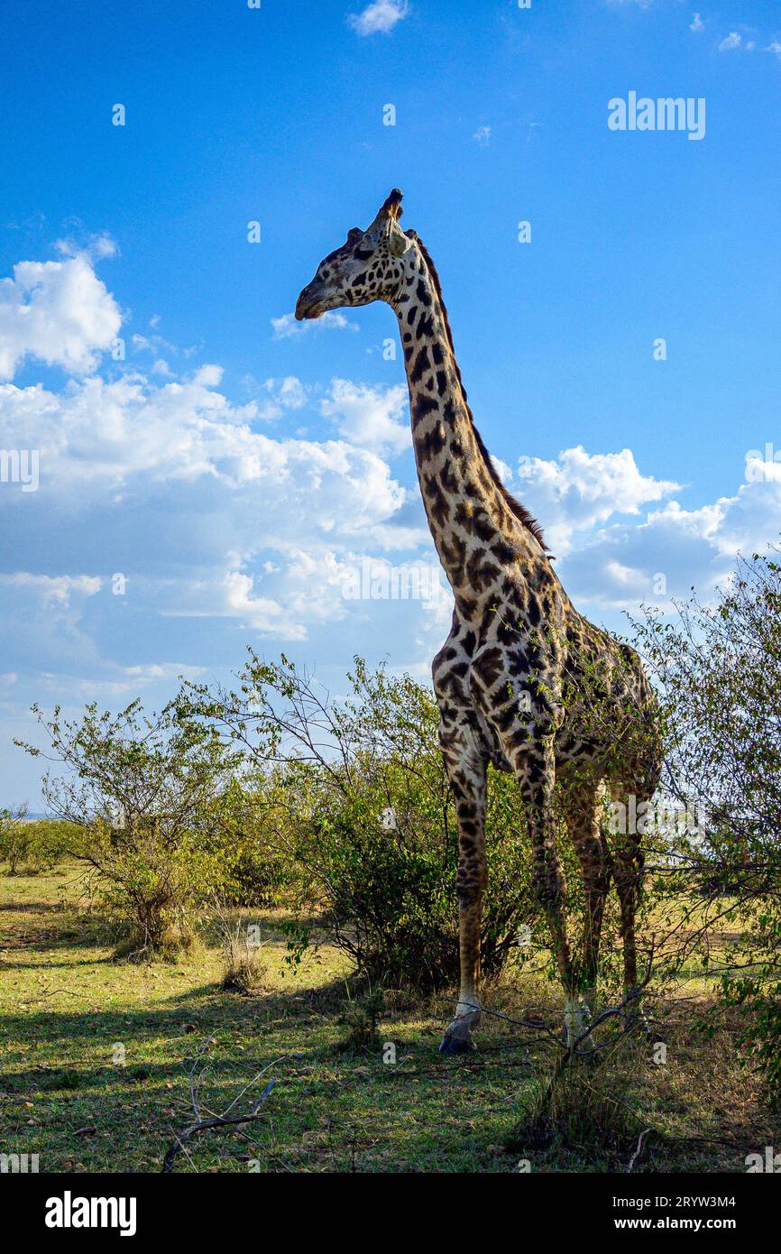 Eine majestätische Maasai Giraffe steht im Maasai Mara National Reserve in Kenia Stockfoto