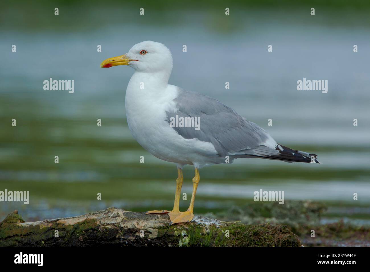 Gelbbeinmöwe (Larus michahelliss) im Sommergefieder Seitenansicht am Ufer Stockfoto