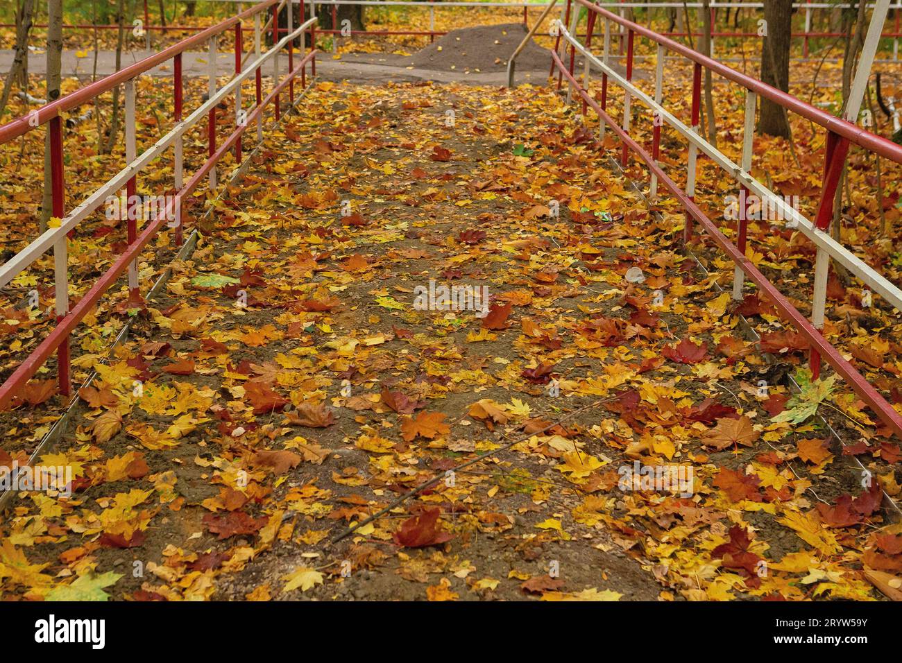 Gefallene Ahornblätter bedecken die Straße in der Herbstsaison Stockfoto