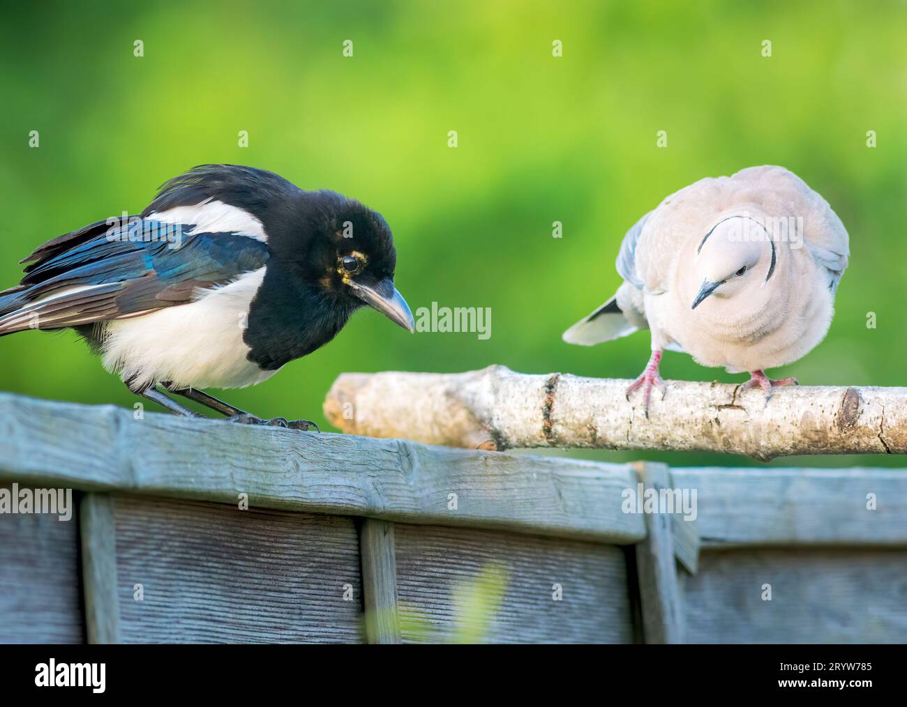 Magpie und Taube streiten auf einem Holzzaun Stockfoto