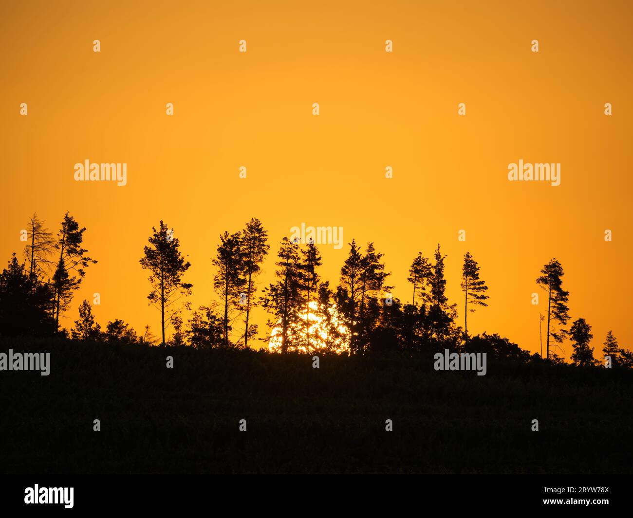 Orangefarbener Himmel bei Sonnenaufgang mit Silhouetten von Bäumen Stockfoto