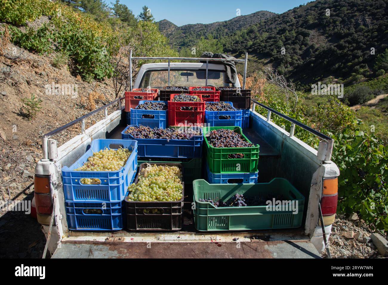Lastwagen mit weißen und roten Trauben während der Traubenernte für die Weinherstellung Stockfoto